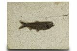 Detailed Fossil Fish (Knightia) - Wyoming #327807-1